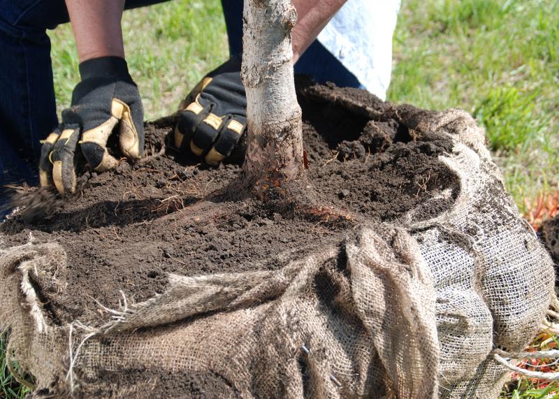 When planting, the tree’s root flare should always be at or slightly above the soil surface. SUBMITTED PHOTO